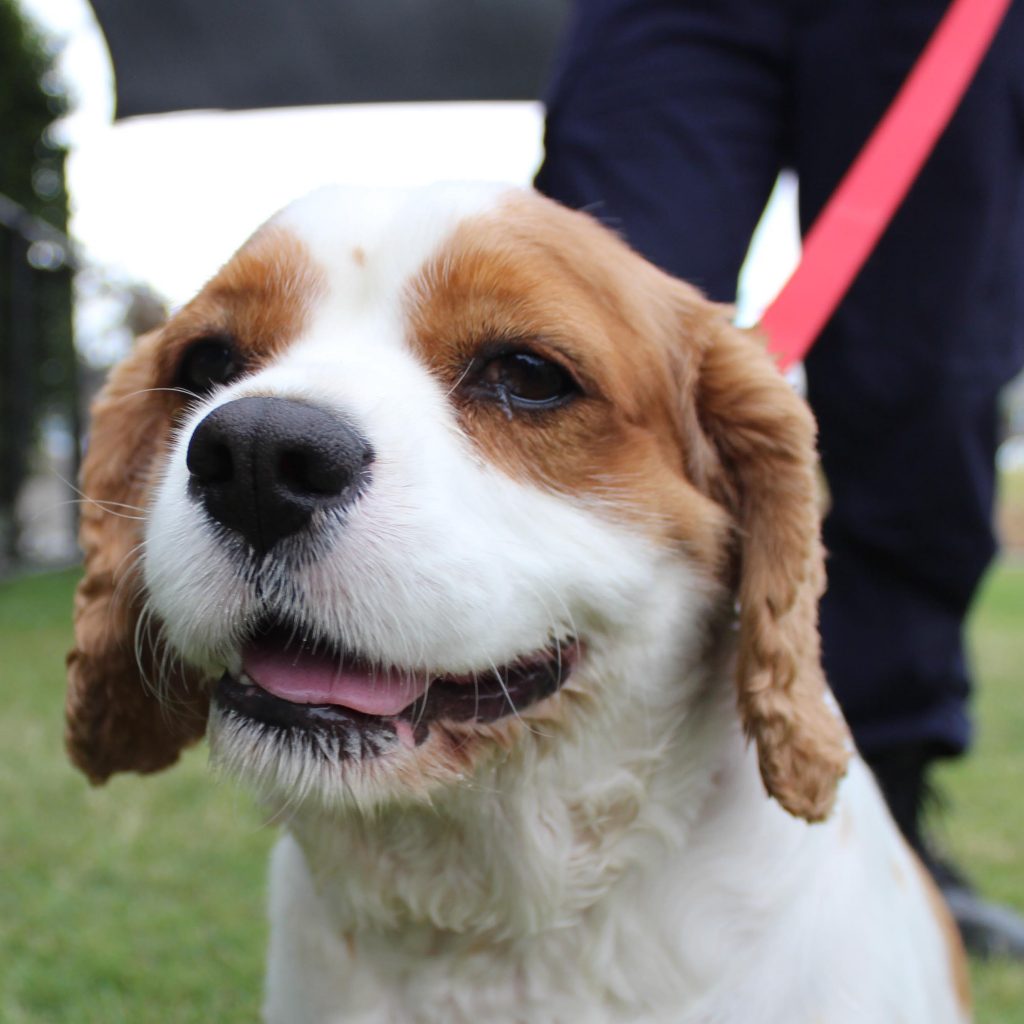 Charles gets his smile back